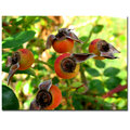 Trademark Fine Art Kathie McCurdy, 'Rose Hips' Canvas Art, 24x32 KM086-C2432GG